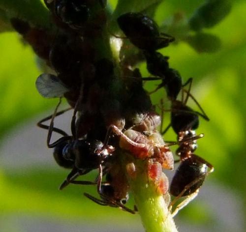 Lasius fuliginosus