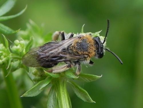 Andrena sp.