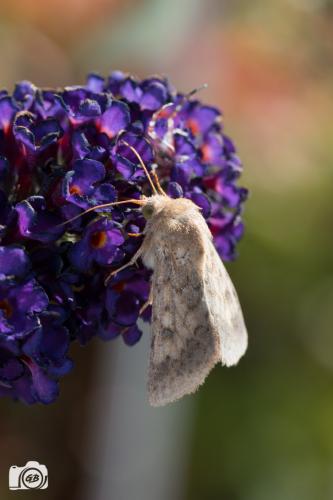 Helicoverpa armigera