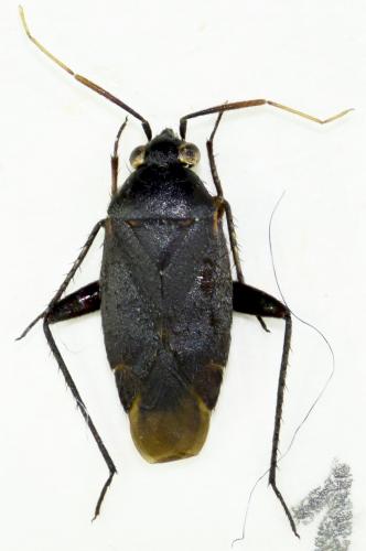 Réf. 166 864 : Lepidargyrus ancorifer