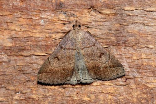 Réf. 166 160 : Zanclognatha lunalis