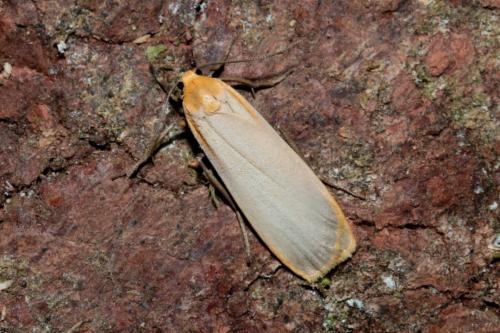 Eilema depressa