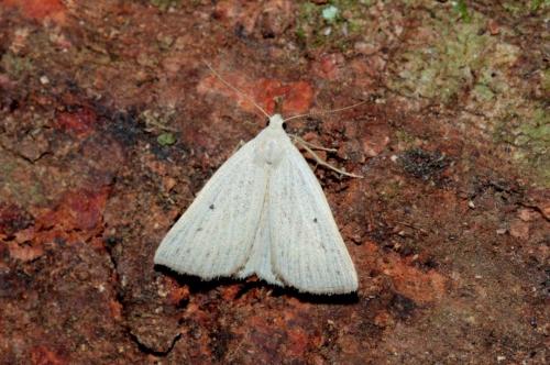 Réf. 166 579 : Macrochilo cribrumalis