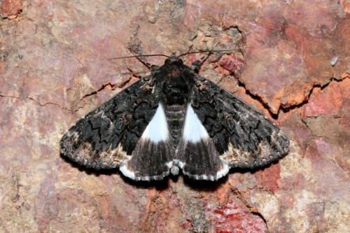 Réf. 166 372 : Catephia alchymista