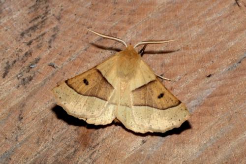 Réf. 166 093 : Crocallis elinguaria
