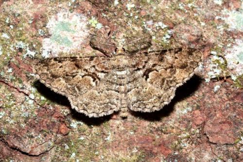 Peribatodes secundaria