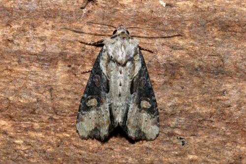 Réf. 166 025 : Lateroligia ophiogramma