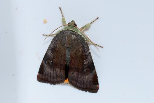 Noctua janthina
