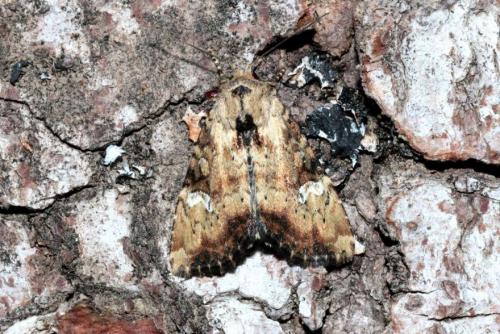 Réf. 166 101 : Apamea scolopacina