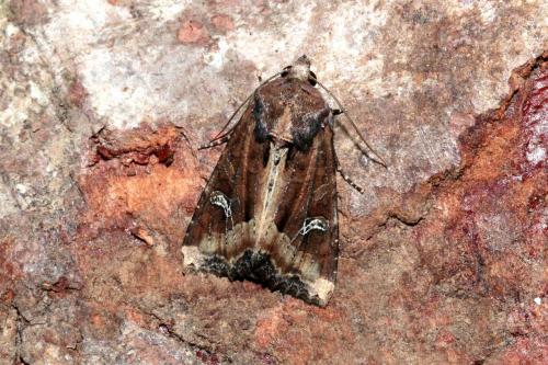 Helotropha leucostigma