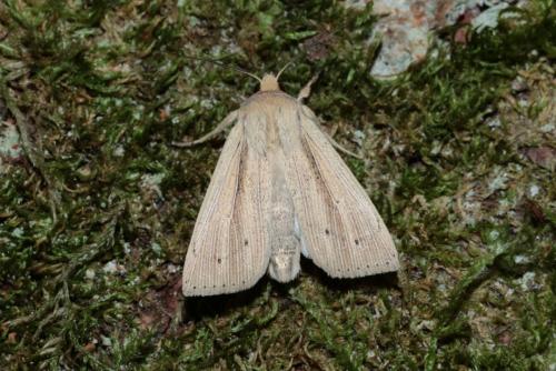 Mythimna straminea