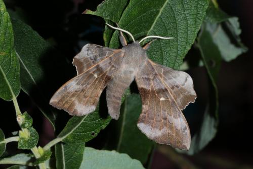 Laothoe populi