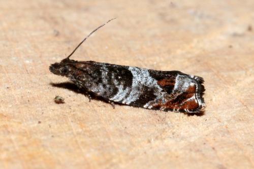 Réf. 166 167 : Ancylis achatana