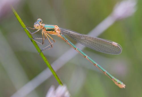 Lestes sponsa