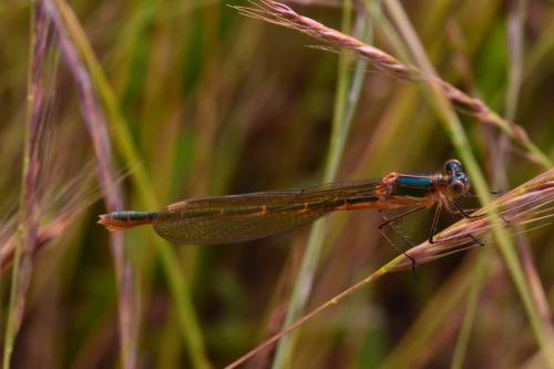 Lestes sponsa