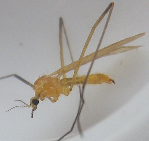 Molophilus appendiculatus