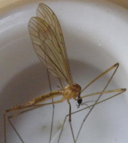 Limonia trivittata