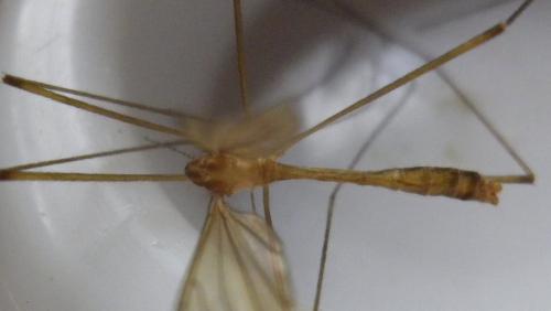 Limonia trivittata