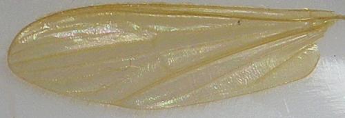 Molophilus sp.