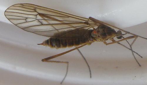 Réf. 166 780 : Erioconopa sp.