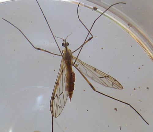 Réf. 166 781 : Symplecta stictica