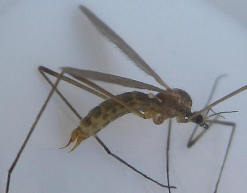 Molophilus sp.