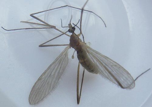 Molophilus sp.