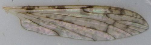 Réf. 166 963 : Rhipidia maculata