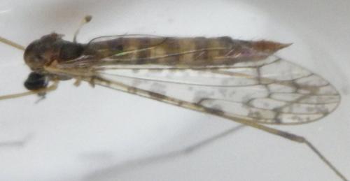 Réf. 166 961 : Rhipidia maculata