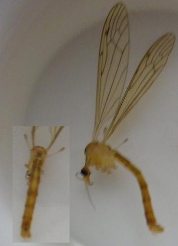 Limonia stigma