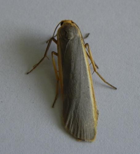 Réf. 166 759 : Eilema lurideola