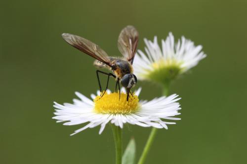 Lomatia sp.