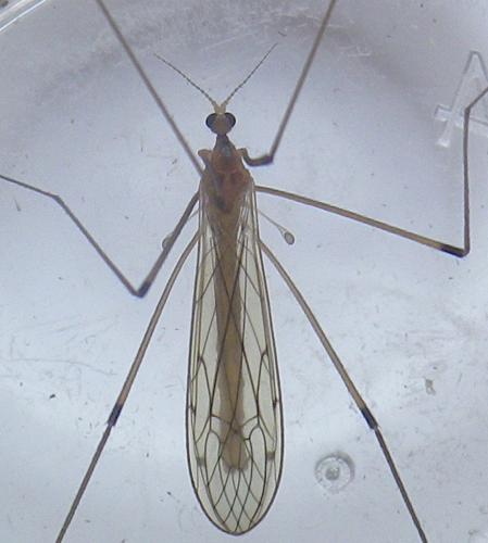 Limonia stigma