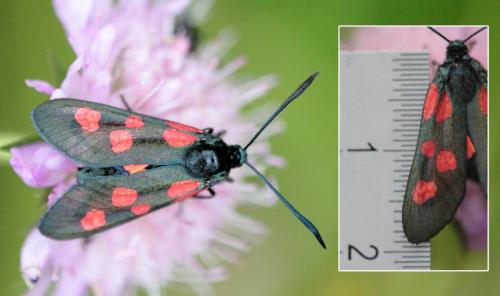 Zygaena lonicerae
