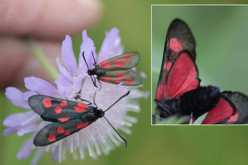 Réf. 166 246 : Zygaena lonicerae