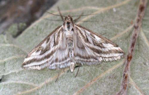 Loxostege aeruginalis