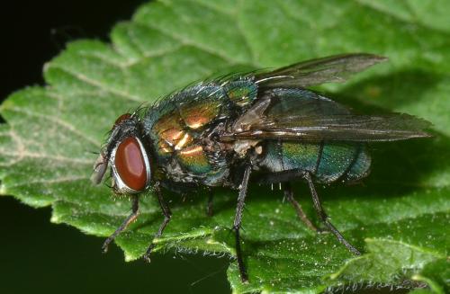 Lucilia ampullacea
