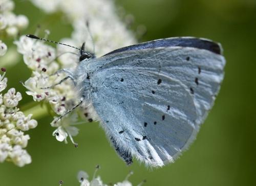 Réf. 166 655 : Celastrina argiolus