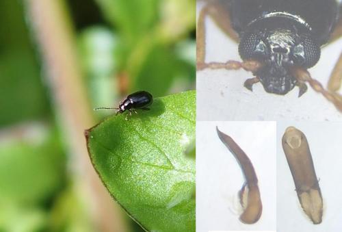 Réf. 166 764 : Aphthona euphorbiae