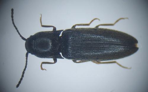 Idolus sp.