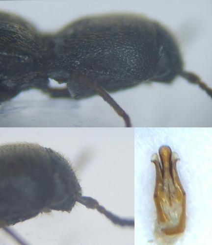 Idolus sp.