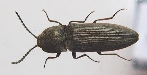 Réf. 166 769 : Cidnopus pilosus