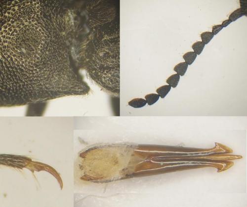 Cidnopus pilosus