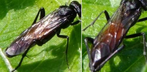 Réf. 166 616 : Macrophya annulata
