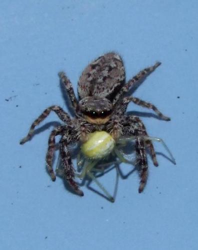 Marpissa muscosa