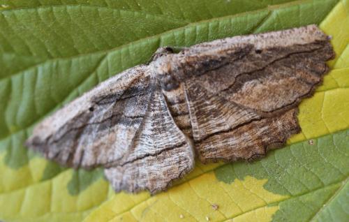 Menophra nycthemeraria