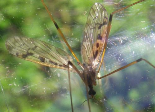 Metalimnobia sp.
