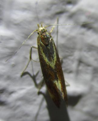 Metalampra sp.