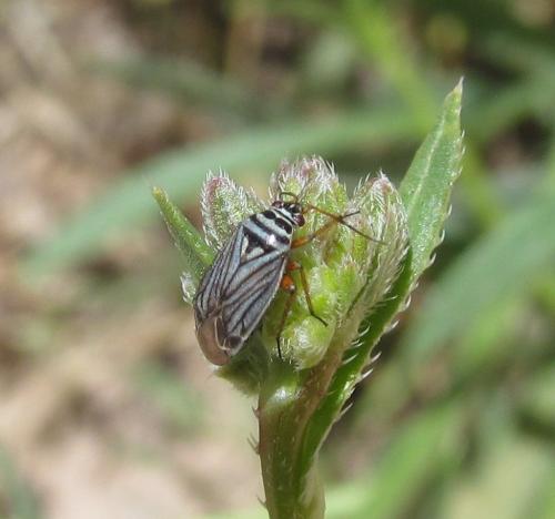 Opisthotaenia fulvipes