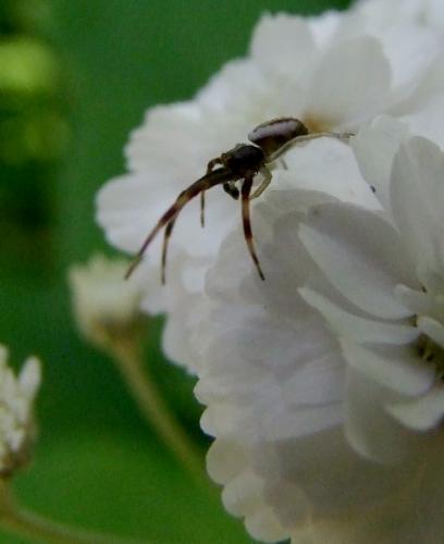 Misumena vatia